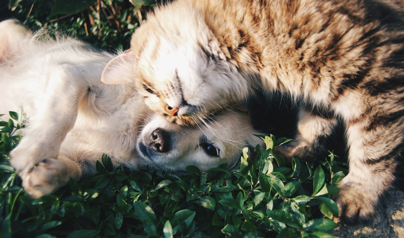 Dogs, cats — every coat, covered.